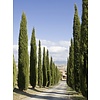 Cupressus arizonica 'Fastigiata' Amerikaanse Cipres