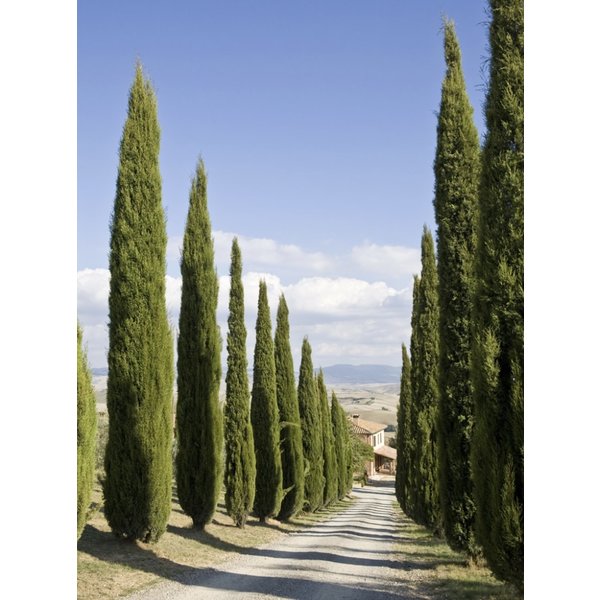 Cupressus arizonica 'Fastigiata' Amerikaanse Cipres