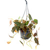 Philodendron Micans
