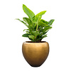 Philodendron Imperial Green Large in Metallic Couple