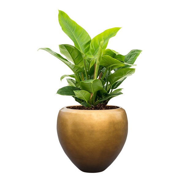 Philodendron Imperial Green Large in Metallic Couple