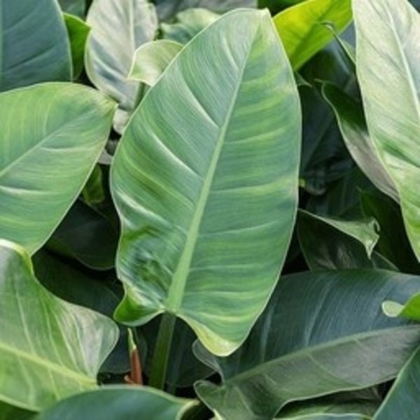 Philodendron Imperial Green Large in Metallic Couple