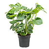 Monstera Struik Large in Bohemian Bamboo Round