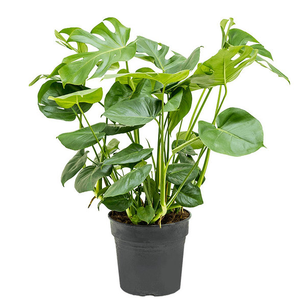 Monstera Struik Large in Bohemian Bamboo Round