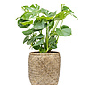 Monstera Struik Large in Bohemian Bamboo Round