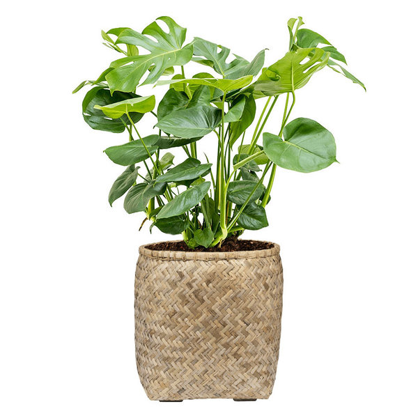 Monstera Struik Large in Bohemian Bamboo Round