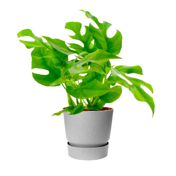 Elho Monstera Minima in Greenville Round Ø 19 cm