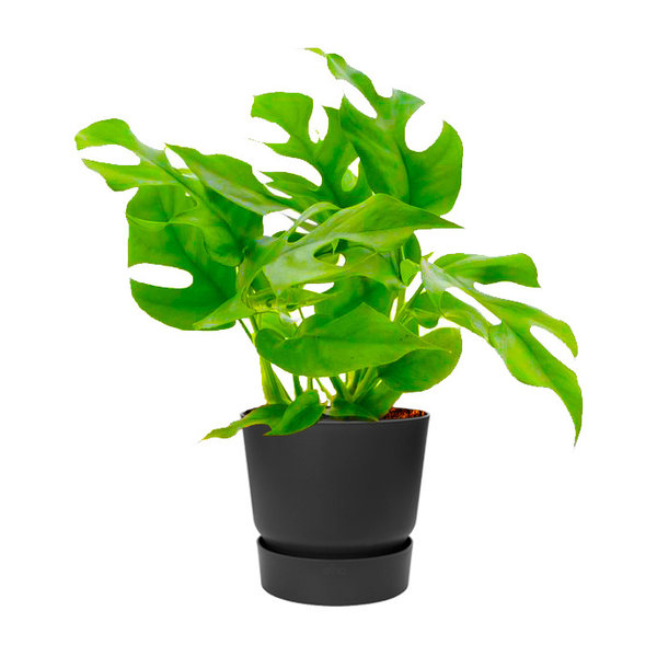 Elho Monstera Minima in Greenville Round Ø 19 cm