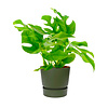 Monstera Minima in Greenville Round Ø 19 cm