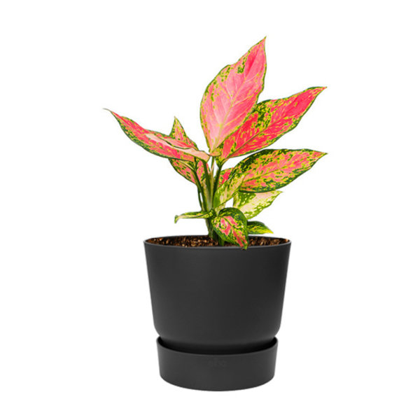 Aglaonema 'Cherry Baby' in Greenville Round Ø 19