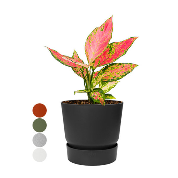 Aglaonema 'Cherry Baby' in Greenville Round Ø 19
