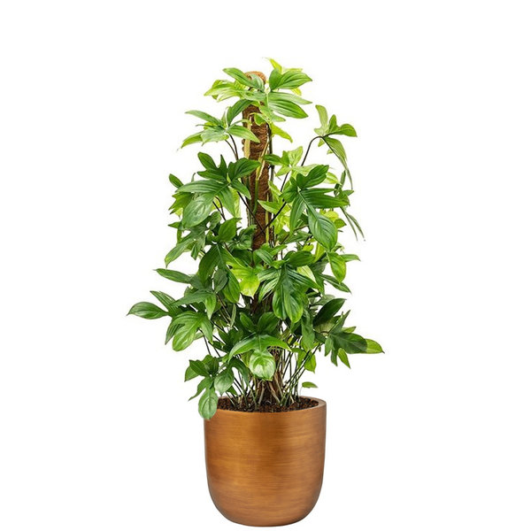 Capi Philodendron Pedatum Mosstok in Retro Gold Ø 35 cm