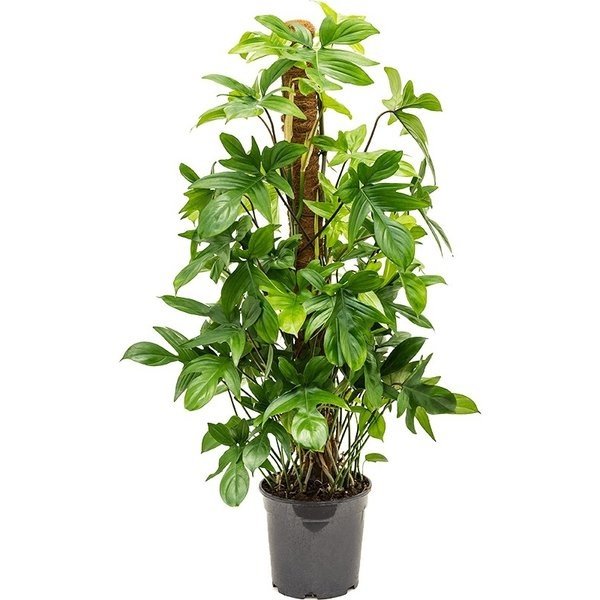 Capi Philodendron Pedatum Mosstok in Retro Gold Ø 35 cm