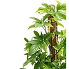 Philodendron Pedatum Mosstok in Retro Gold Ø 35 cm