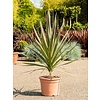 Cordyline 'Mint Chocolate' Koolpalm