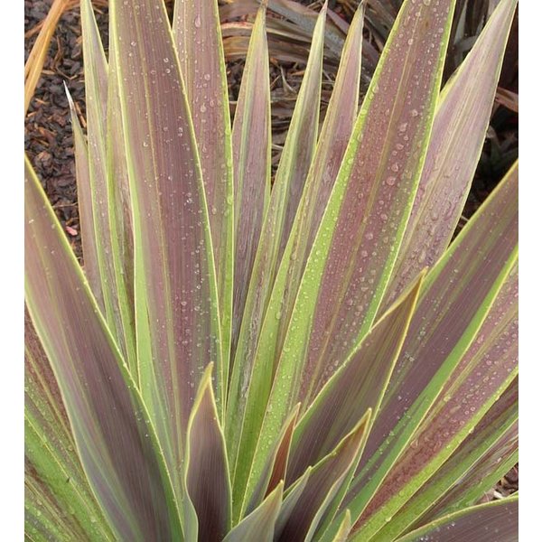 Cordyline 'Mint Chocolate' Koolpalm
