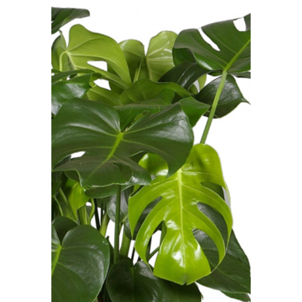Monstera Gatenplant Struik Large in Ribbed Cody M