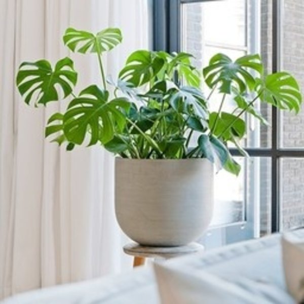Monstera Gatenplant Struik Large in Ribbed Cody M
