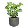 Monstera Gatenplant Struik Large in Ribbed Cody M
