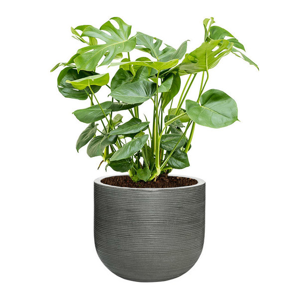 Monstera Gatenplant Struik Large in Ribbed Cody M