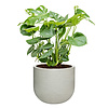 Monstera Gatenplant Struik Large in Ribbed Cody M