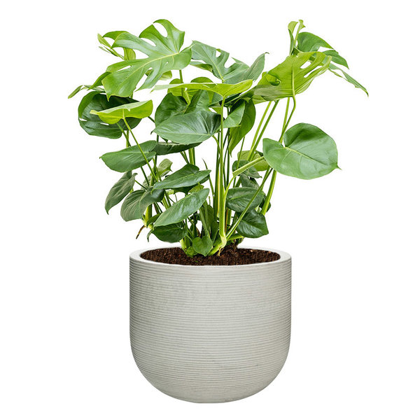 Monstera Gatenplant Struik Large in Ribbed Cody M
