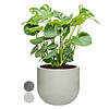 Monstera Gatenplant Struik Large in Ribbed Cody M