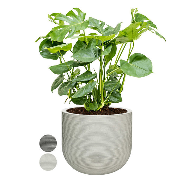 Monstera Gatenplant Struik Large in Ribbed Cody M