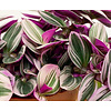 Tradescantia albiflora 'Nanouk'
