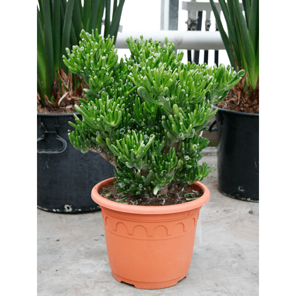 Crassula ovata 'Horntree' XL