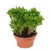 Crassula ovata 'Hobbit'