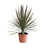 Cordyline 'Mint Chocolate' Koolpalm