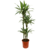 Dracaena Deremensis 'Warneckei' 3-stam Large