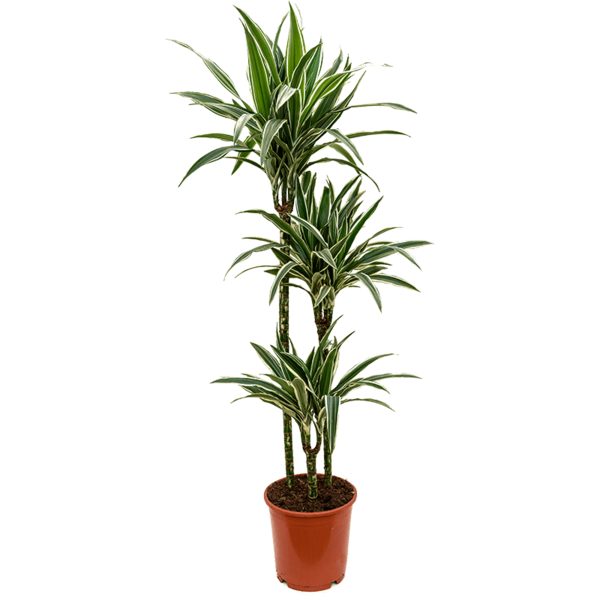 Dracaena Deremensis 'Warneckei' 3-stam Large