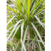 Dracaena Marginata vertakt XXL