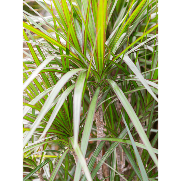 Dracaena Marginata vertakt XXL