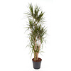 Dracaena Marginata vertakt XXL