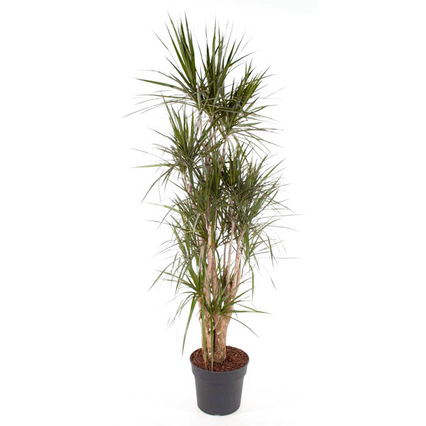Dracaena Marginata vertakt XXL