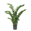 Zamioculcas - kunstplant