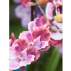 Vanda Pink - kunstplant