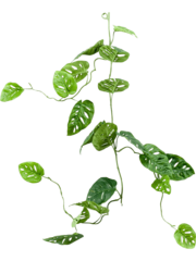 Kunsthangplanten