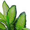 Dieffenbachia - kunstplant