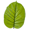 Alocasia blad - kunstplant