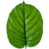 Alocasia blad - kunstplant