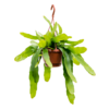 Epiphyllum pumilum small
