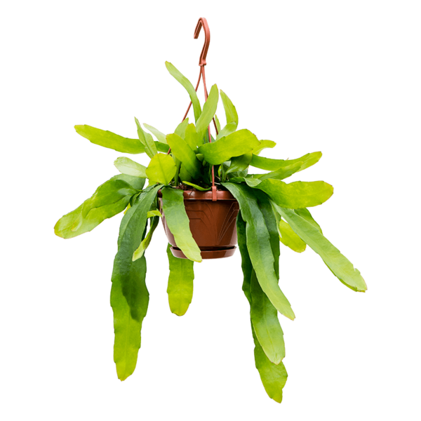 Epiphyllum pumilum small