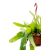 Epiphyllum pumilum small