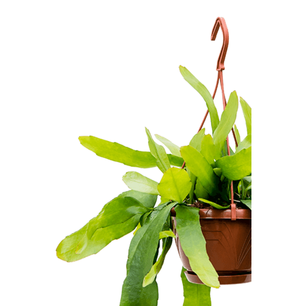 Epiphyllum pumilum small