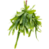 Epiphyllum pumilum medium