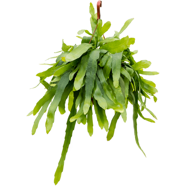 Epiphyllum pumilum medium